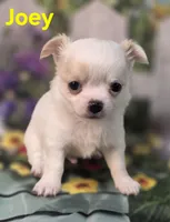 AKC Joey, a male Chihuahua for sale in Homerville, GA – Photo 3 of 10