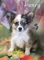 CKC Henry, a male Chihuahua for sale in Homerville, GA – 10 of 10