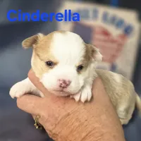 CKC Cinderella, a female Chihuahua for sale in Homerville, GA – 6 of 10