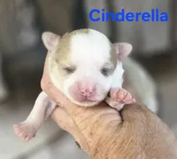 CKC Cinderella, a female Chihuahua for sale in Homerville, GA – 1 of 8