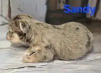 CKC Sandy , a female Chihuahua for sale in Homerville, GA – 9 of 10