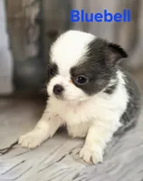 AKC Bluebell, a female Chihuahua for sale in Homerville, GA – 3 of 10