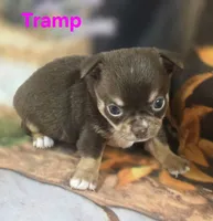 AKC Tramp , a male Chihuahua for sale in Homerville, GA – 9 of 10