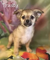CKC Trusty, a male Chihuahua for sale in Homerville, GA – 2 of 10