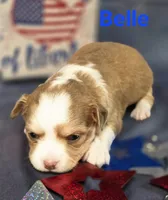 CKC Belle, a female Chihuahua for sale in Homerville, GA – 10 of 10