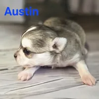 CKC Austin, a male Chihuahua for sale in Homerville, GA – 4 of 10