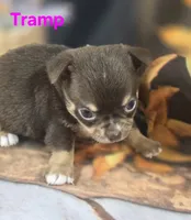 AKC Tramp , a male Chihuahua for sale in Homerville, GA – 6 of 10