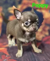 AKC Poppy, a female Chihuahua for sale in Homerville, GA – 2 of 10