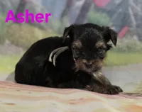 AKC Asher, a male Yorkshire Terrier for sale in Homerville, GA – 8 of 10