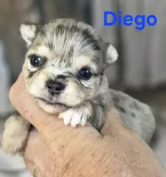 CKC Diego, a male Chihuahua for sale in Homerville, GA – 9 of 10