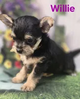 Willie, a male Yorkshire Terrier and Chorkie for sale in Homerville, GA – 3 of 10
