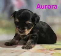 AKC Aurora, a female Yorkshire Terrier for sale in Homerville, GA – 4 of 10