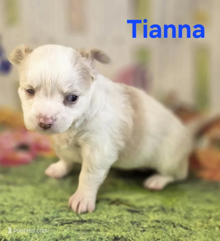 CKC Tianna – Chihuahua puppy for sale in Homerville, GA