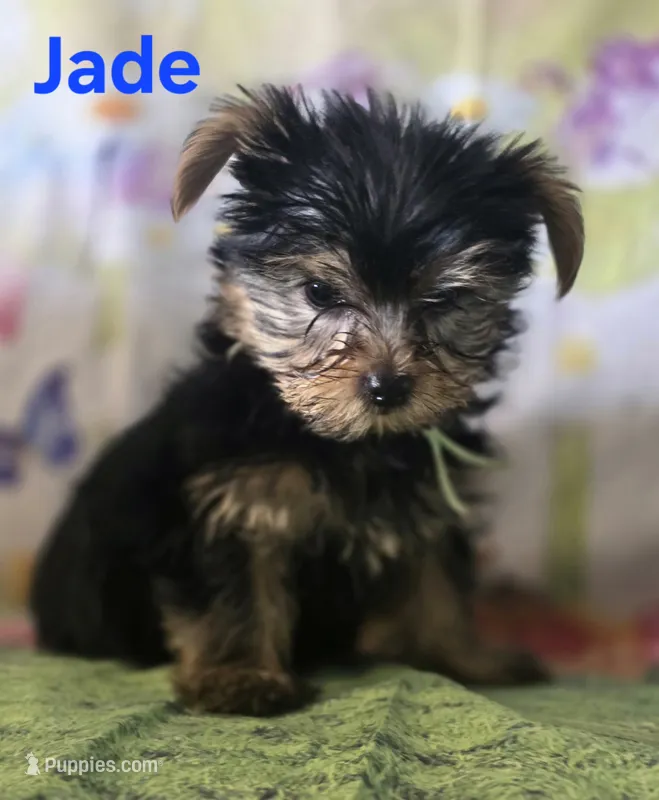 AKC Jade – Yorkshire Terrier puppy for sale in Homerville, GA