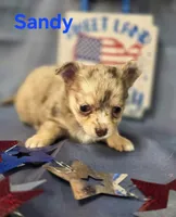 CKC Sandy , a female Chihuahua for sale in Homerville, GA – 7 of 10
