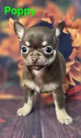 AKC Poppy, a female Chihuahua for sale in Homerville, GA – 6 of 10