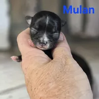 CKC Mulan, a female Chihuahua for sale in Homerville, GA – 5 of 8