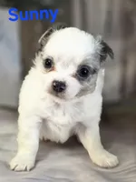 AKC Sunny, a male Chihuahua for sale in Homerville, GA – 7 of 10