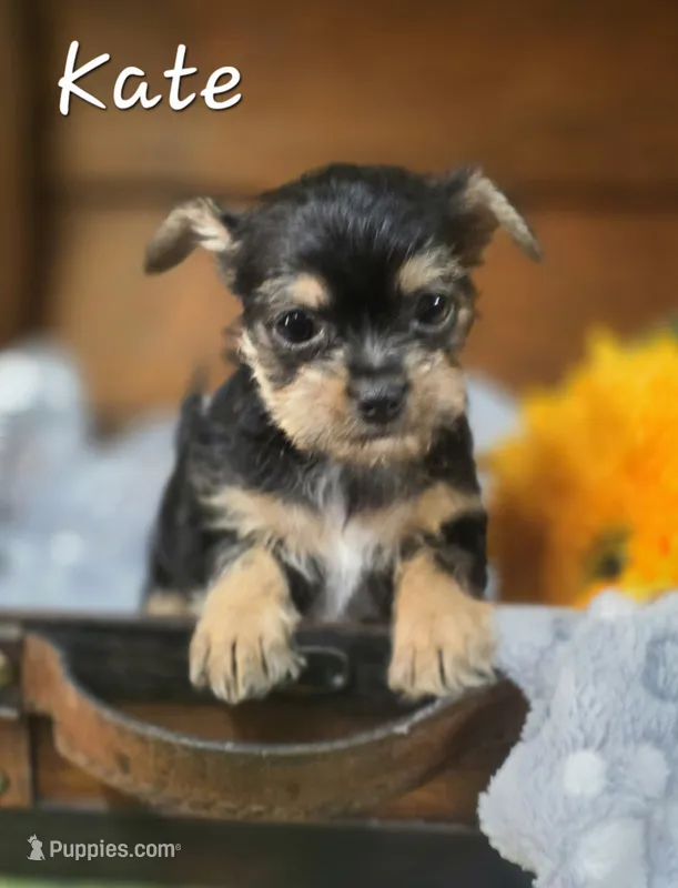 Kate – Yorkshire Terrier, Chorkie puppy for sale in Homerville, GA