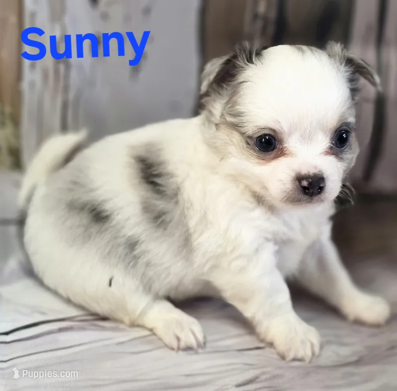 AKC Sunny – Chihuahua puppy for sale in Homerville, GA