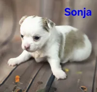 AKC Sonja, a female Chihuahua for sale in Homerville, GA – 9 of 10