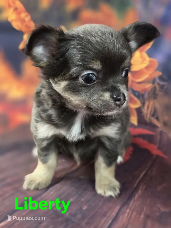 CKC Dawson – Chihuahua puppy for sale in Homerville, GA