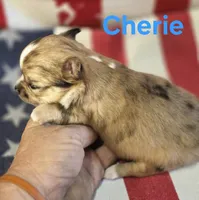 CKC Cherie , a female Chihuahua for sale in Homerville, GA – 2 of 10