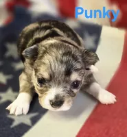 CKC Punky, a female Chihuahua for sale in Homerville, GA – 7 of 10