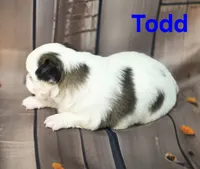 AKC Todd, a male Chihuahua for sale in Homerville, GA – 6 of 10