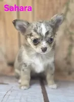 CKC Sahara , a female Chihuahua for sale in Homerville, GA – 4 of 10