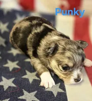 CKC Punky, a female Chihuahua for sale in Homerville, GA – 6 of 10