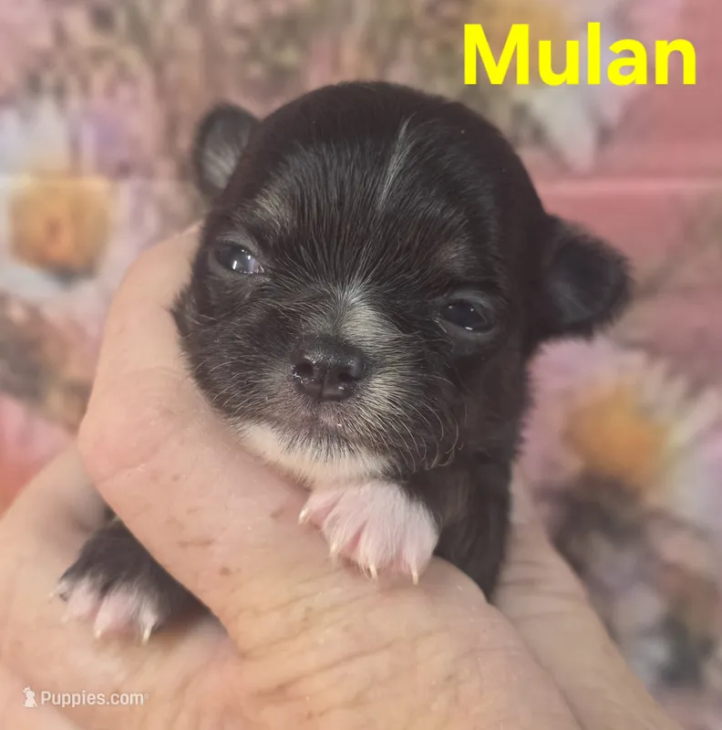 CKC Mulan – Chihuahua puppy for sale in Homerville, GA