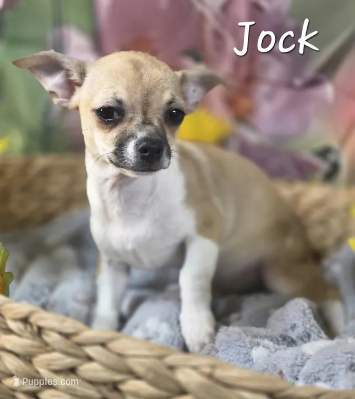 CKC Jock – Chihuahua puppy for sale in Homerville, GA