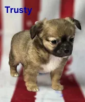 CKC Trusty, a male Chihuahua for sale in Homerville, GA – 8 of 10