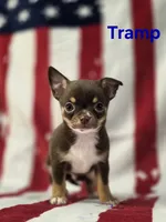 CKC Tramp , a male Chihuahua for sale in Homerville, GA – 10 of 10