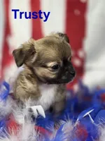 CKC Trusty, a male Chihuahua for sale in Homerville, GA – 7 of 10