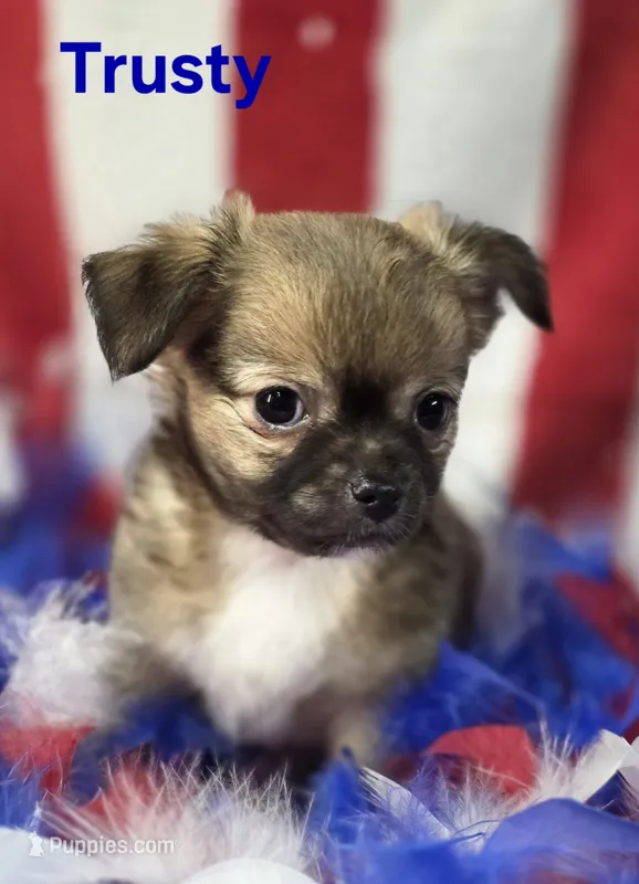 AKC Trusty – Chihuahua puppy for sale in Homerville, GA