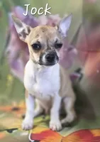CKC Jock, a male Chihuahua for sale in Homerville, GA – 7 of 10