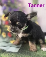 Tanner, a male Yorkshire Terrier and Chorkie for sale in Homerville, GA – 8 of 10