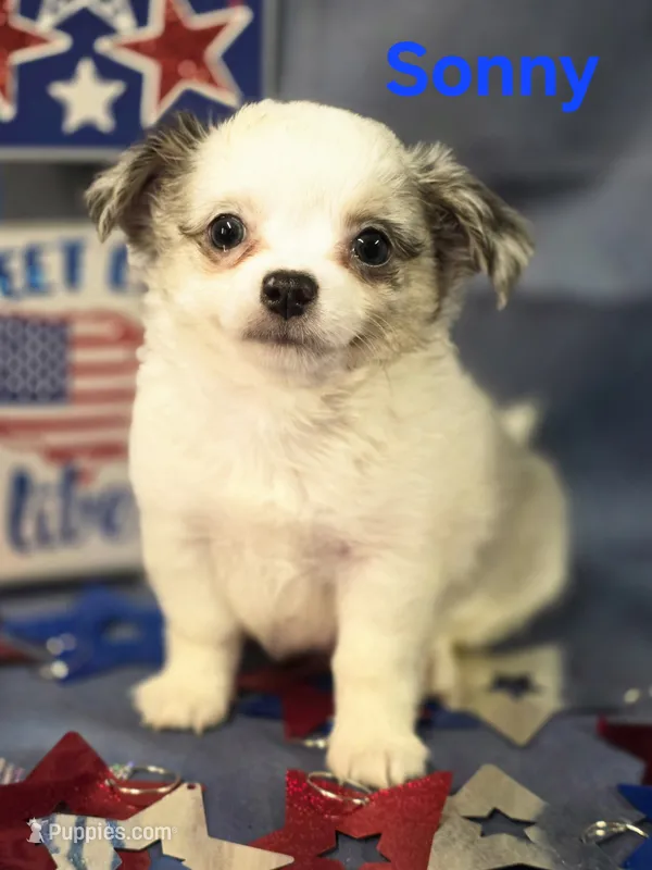 AKC Sonny – Chihuahua puppy for sale in Homerville, GA