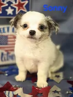 AKC Sonny, a male Chihuahua for sale in Homerville, GA – 1 of 10