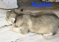 CKC Austin, a male Chihuahua for sale in Homerville, GA – 3 of 10