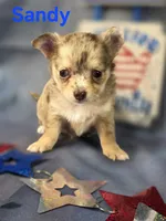 CKC Sandy , a female Chihuahua for sale in Homerville, GA – 9 of 10