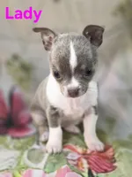 AKC Lady, a female Chihuahua for sale in Homerville, GA – 4 of 10