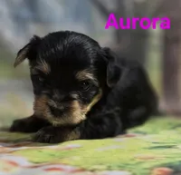 AKC Aurora, a female Yorkshire Terrier for sale in Homerville, GA – 3 of 10