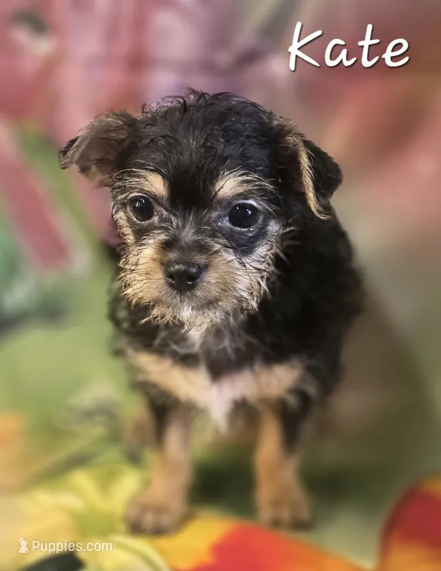 Kate – Yorkshire Terrier, Chorkie puppy for sale in Homerville, GA