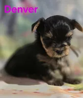 AKC Denver, a male Yorkshire Terrier for sale in Homerville, GA – 4 of 10