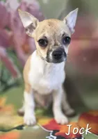 CKC Jock, a male Chihuahua for sale in Homerville, GA – 10 of 10