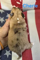 CKC Cherie , a female Chihuahua for sale in Homerville, GA – 4 of 10