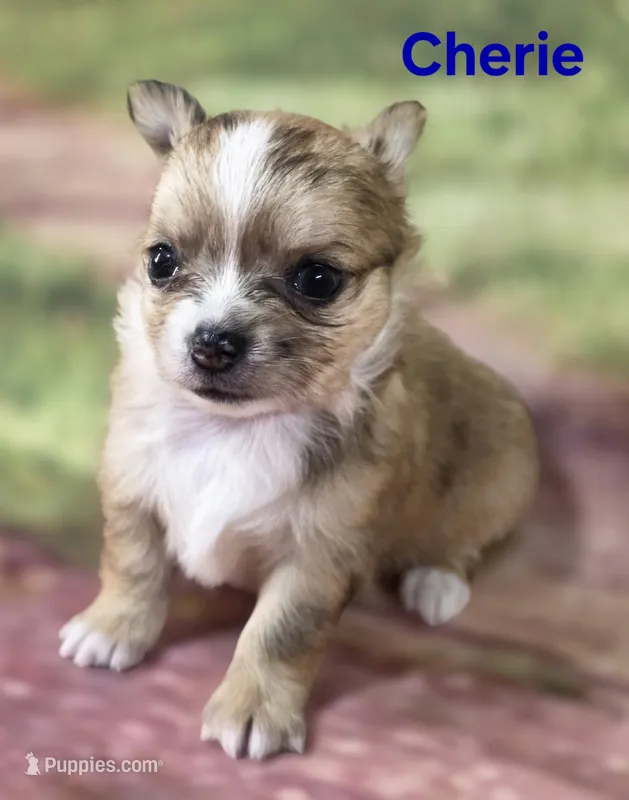 CKC Cherie  – Chihuahua puppy for sale in Homerville, GA